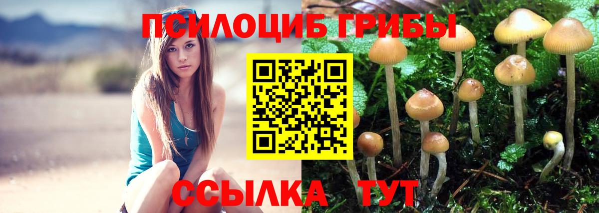 Галлюциногенные грибы Psilocybe Майкоп